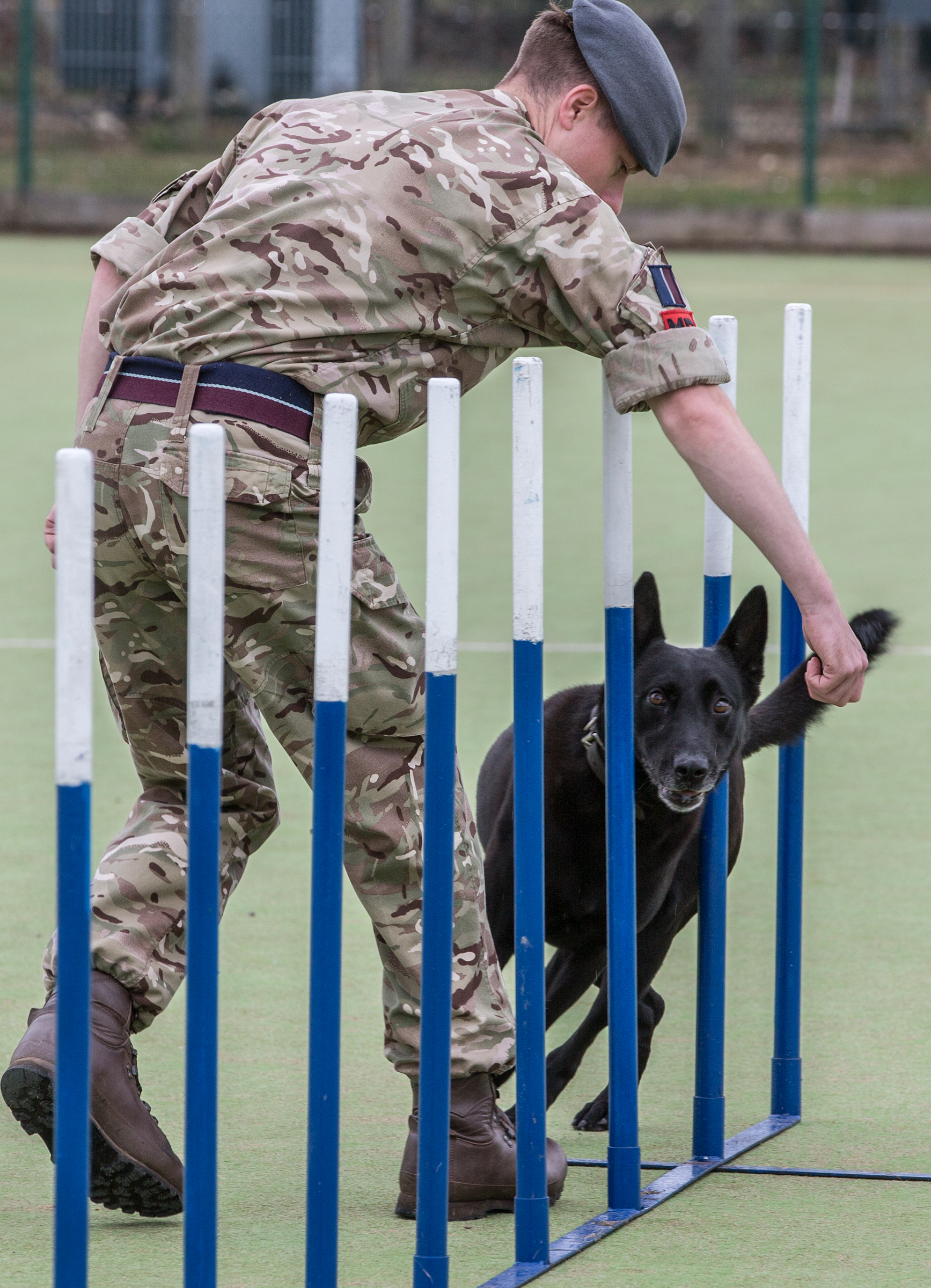 Image shows RAF dog handler guiding his Military Working Dog around poles on an agility course.